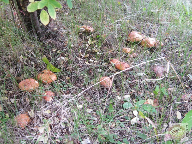 2012 год. Нашествие грибов
