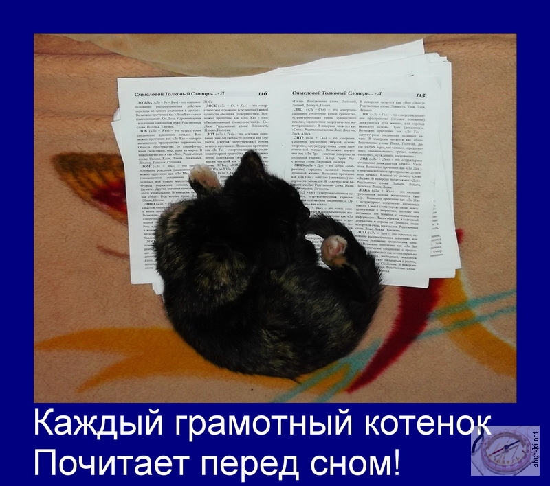 Каждый грамотный котенок Почитает перед сном!