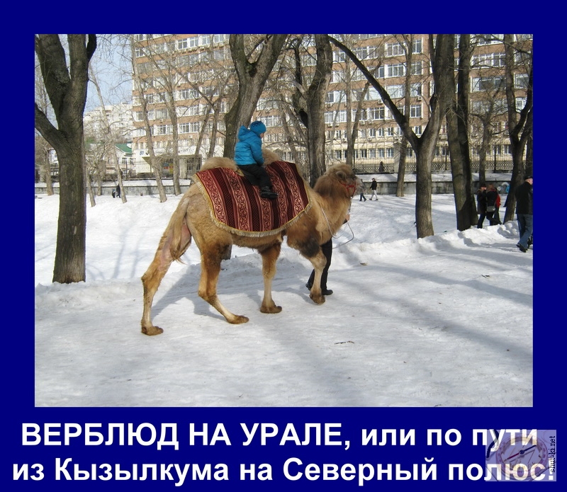 Верблюд на Урале