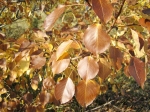 Шоколадные листья осени
